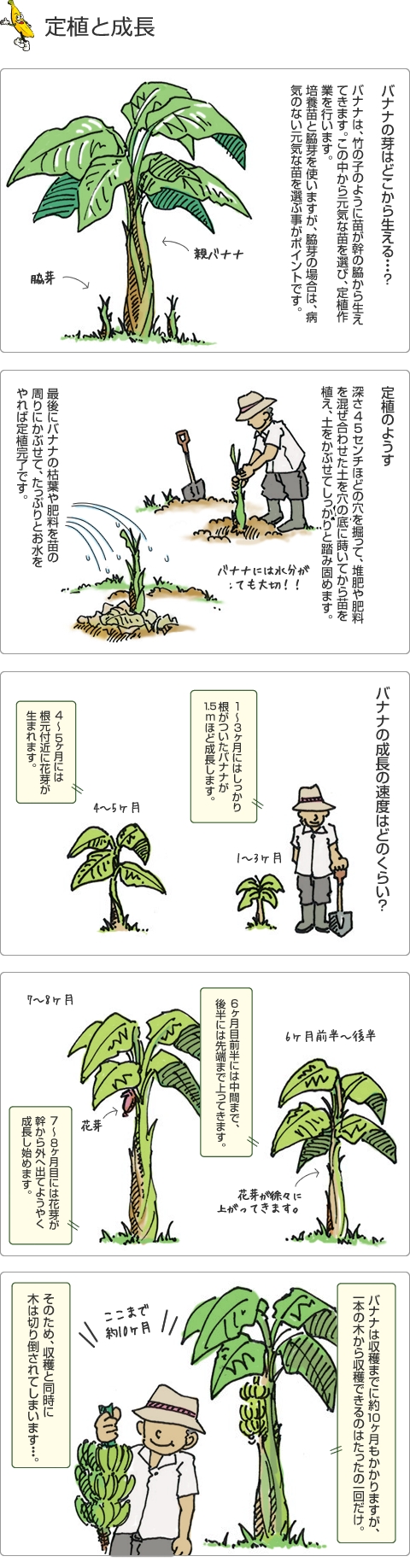 定植と成長