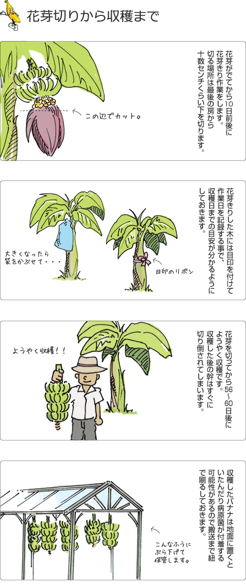 花芽切りから収穫まで