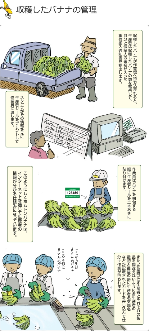 収穫したバナナの管理